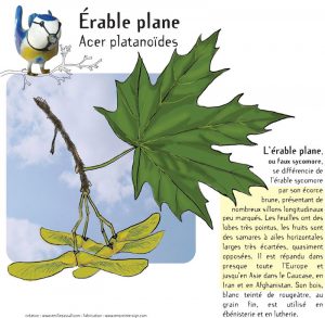 01_erable_plane