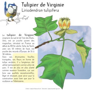 09_tulipier